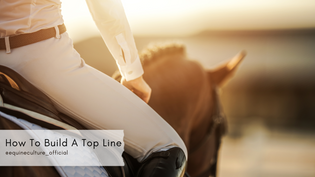  Equine Culture - How To Build Your Horse's Topline