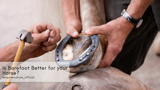  Is Barefoot Better for your Horse? | Equine Culture
