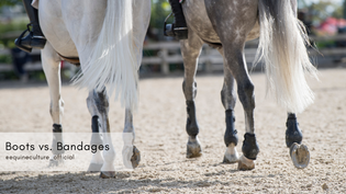  Equine Culture - Horse Boots vs. Bandages